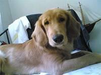 goldenretriever hershey