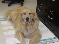 goldenretriever lindsey