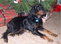 gordonsetters