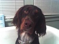 gordonsetter beer