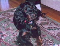 gordonsetter finkelstein