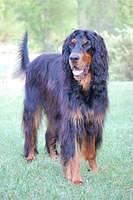 gordonsetter giner