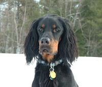 gordonsetter herrick