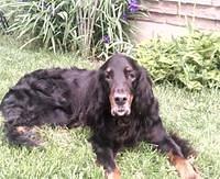 gordonsetter wright
