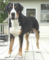 greaterswissmountaindogs