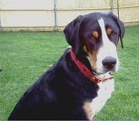 greaterswissmountaindog cheryldarcy