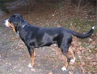 greaterswissmountaindog krlov