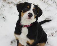 greaterswissmountaindog simon