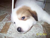 greatpyrenees cochran