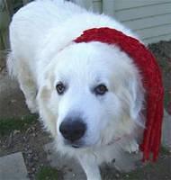 greatpyrenees grosso