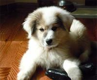 greatpyrenees sowerby