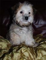 havanese gordon