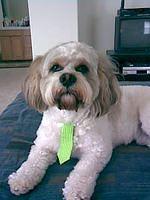 havanese gross