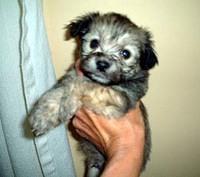 havanese lexy
