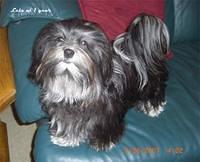 havanese sowa