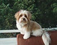 havanese whitmore