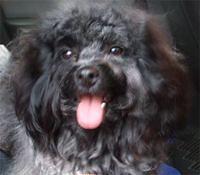 havanese young