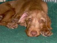 hungarianwirehairedvizslas