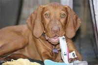 hungarianwirehairedvizsla hitt