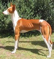 ibizanhound mckenna