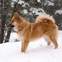 icelandsheepdogs