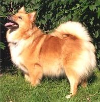 icelandsheepdog hurley