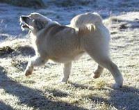 icelandsheepdog jonsdottir