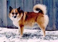 icelandsheepdog rhine