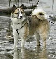 icelandsheepdog rhine2