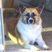 icelandsheepdog rhine3