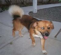 icelandsheepdog voogds