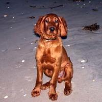 irishsetter bryant