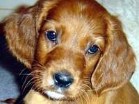 irishsetter den