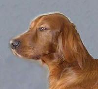 irishsetter ludvig