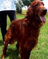 irishsetter spears