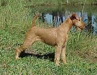irishterriers