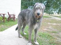 irishwolfhound dunning