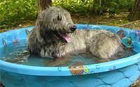 irishwolfhound dunning3