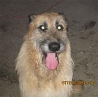 irishwolfhound durflinger