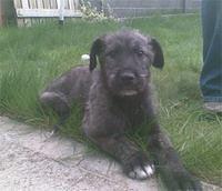 irishwolfhound kennedy