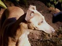 italiangreyhounds