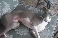 italiangreyhound na