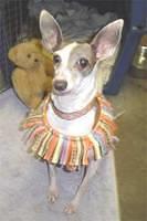 italiangreyhound shartpless