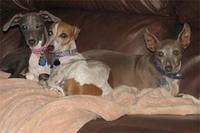 italiangreyhound springs