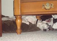 italiangreyhound swanson