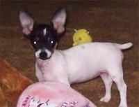 jackrussellterriers
