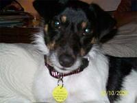 jackrussellterrier currence