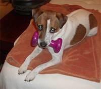 jackrussellterrier hassell