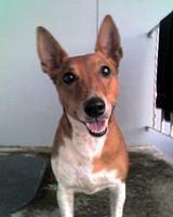 jackrussellterrier kevin2