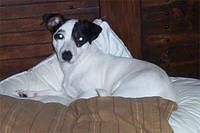 jackrussellterrier rack